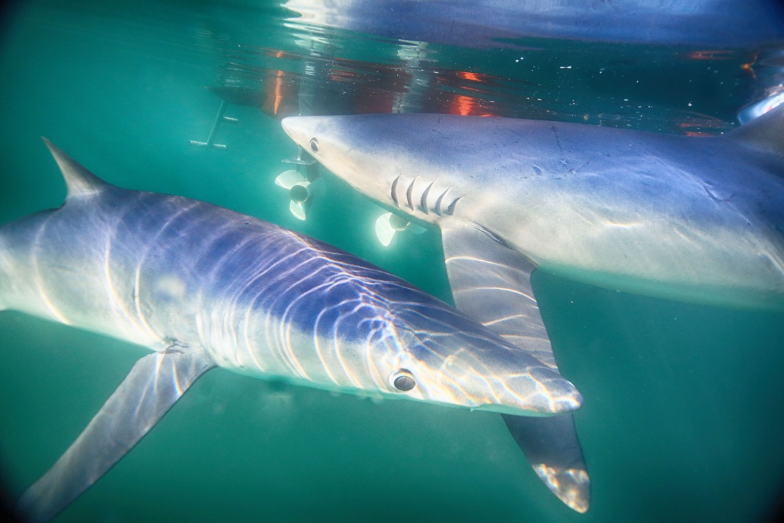 Blue Sharks