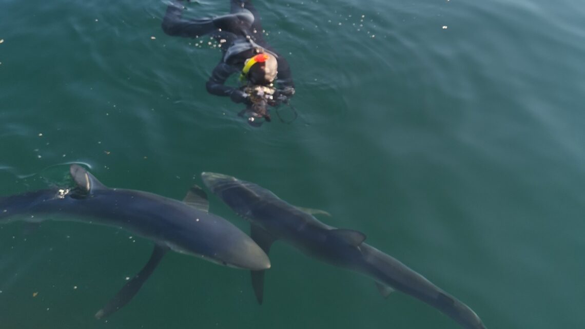 Blue Shark Snorkelling